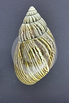empty achatina shell isolated
