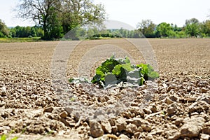 Empty agrarian field with a single forgotten lettuce.