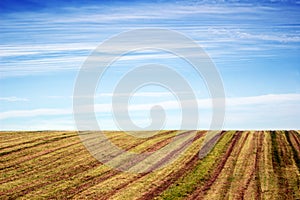 empty agricultural field under blue sky