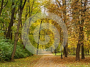 Empty alley in the public park. Beautiful autumn, colorful leaves. Warsaw, Poland