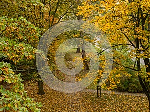 Empty alley in the public park. Beautiful autumn, colorful leaves. Warsaw, Poland