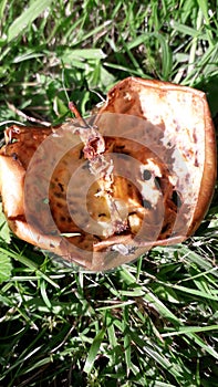 Empty apple core decay