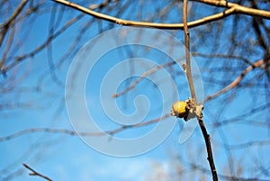 Empty apple tranches with single yellow rotten, dry apple and leaf close up, sunny sky background