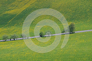 Empty asphalt countryside road through meadow with yellow flower