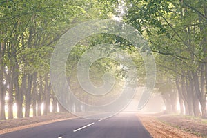 Empty asphalt road alley. Maple mighty tree misty tunnel. August summer morning foggy scene. Long branches in air. Rural nature