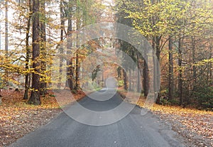 Empty asphalt road by an autumn forest