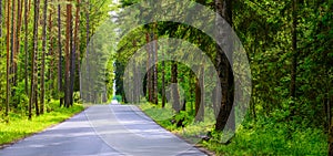 Empty asphalt road through a forest resembling a tree canyon