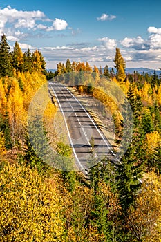 Prázdná asfaltová cesta lesem se žlutými modříny evropskými na podzim