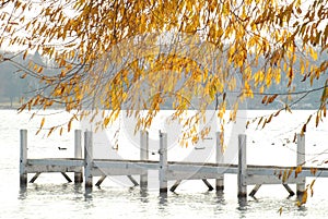 An empty autumn lake dock with gold tree