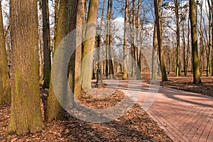Empty autumn park with paths