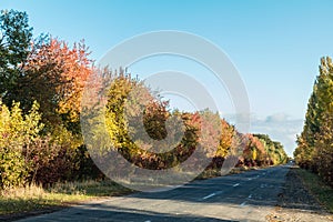 Empty autumn road along golden winter wheat fields