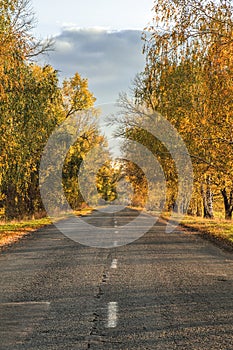 Autumn road along winter wheat fields