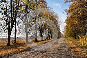 Empty autumn road
