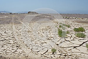 Empty background with cracked mud ground in desert, with green plants, blue sky