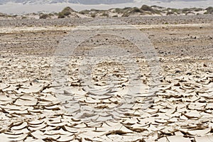 Cracked mud ground in desert, with green plants, bright sun hot summer