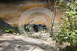 Empty Bag On Pond Shore