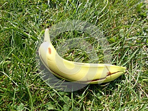 A Empty Banana Skin Discarded on the Grass