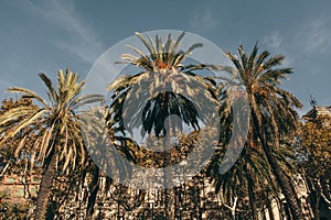 Streets of Barcelona green palms parrots cafe atmosphere photo