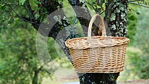 Empty basket on a plum tree orchard.