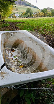 Empty Bathtub in Garden