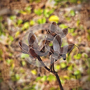Empty bayhops seeds on abstract background