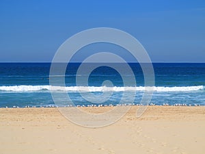 Empty beach with Australian Silver gulls scenery