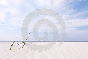Empty beach background. Grass blades on white sand, baltic sea, summer day