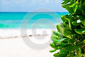 Empty beach, Caribbean sea, exotic plant, negative space, blurred background