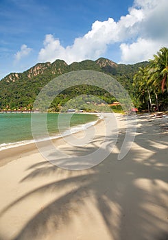 Empty beach with coconut palm shadows