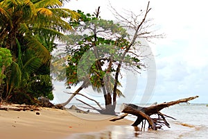Empty beach with lush vegetation and a dead wood trunk on the sand