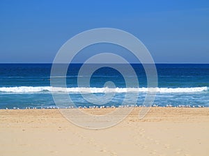 Empty beach with Australian Silver gulls scenery photo