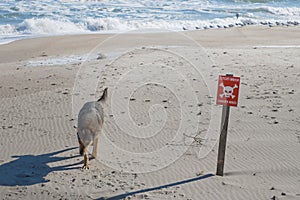 An empty beach, a sign, the inscription is translated - stop, mines, and a dog walking along the beach