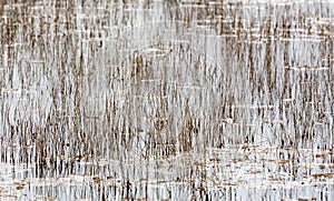 Empty bed of reeds in Everglades Florida
