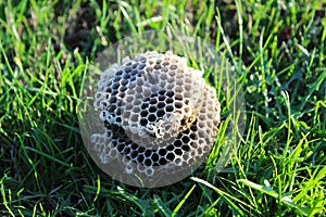 An empty bee nest on the ground