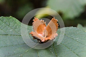 Empty beechnut on green leaf