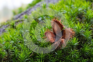 Empty beechnut shell