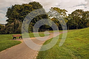 An empty bench with asphalt road in a park in autumn with a huge bent tree with green and yellow leaves and green grass on a