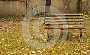 Empty bench, autumn leaves, grass in park