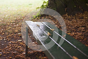 Empty bench in autumn park