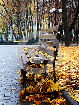 Empty bench in a autumn park