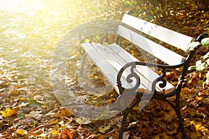 Empty bench autumn park