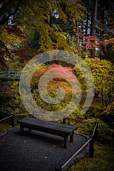 Empty bench in the autumn park. Deciduous trees with colorful green, yellow, orange, golden leaves