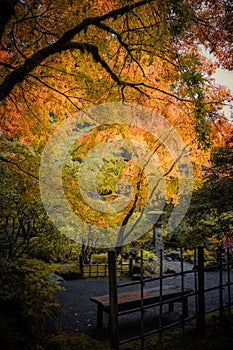 Empty bench in the autumn park. Deciduous trees with colorful green, yellow, orange, golden leaves