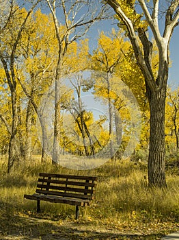 An Empty Bench in the Cottonwoods photo