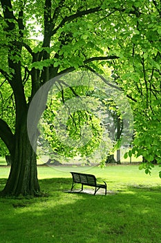 Empty bench in green garden