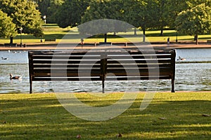 Empty bench green sunny summer park