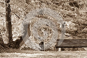 Empty bench on the lake shore. Picture of loneliness, but also of peace.