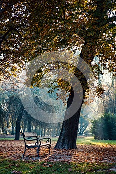 Empty bench lit by the morning sun in the park in autumn