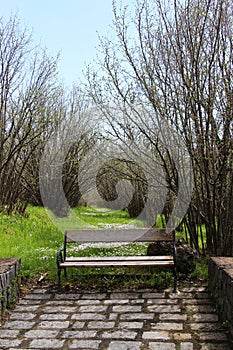 Empty bench and lonely, against the trees