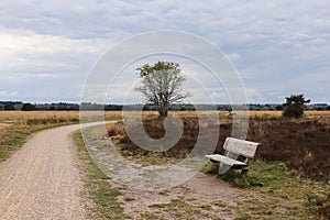 Empty bench in open nature on a cloudy day